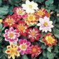 50 Pcs Mixed Colorful Dwarf Dahlia Perennial Bonsai Flowers Seeds