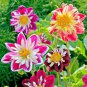 50 Pcs Mixed Colorful Dwarf Dahlia Perennial Bonsai Flowers Seeds