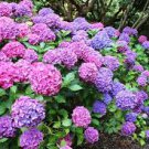 15 Pcs Mixed Beautiful Hydrangea Big Blooming Flowers