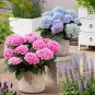 15 Pcs Mixed Beautiful Hydrangea Big Blooming Flowers