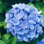 15 Pcs Mixed Beautiful Hydrangea Big Blooming Flowers