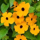 20 Pcs Thunbergia Orange - Black Eyed Susan Vine Morning Glory Climbing Flowers