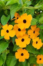 20 Pcs Thunbergia Orange - Black Eyed Susan Vine Morning Glory Climbing Flowers