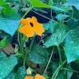 20 Pcs Thunbergia Orange - Black Eyed Susan Vine Morning Glory Climbing Flowers
