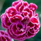 50 Pcs Rare Beautiful 'long hair' Mixed Dianthus Annual Flowers mixed red pink white 50 Pcs Rare Beautiful 'long hair' Mixed Dianthus Annual Flowers mixed red pink white