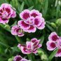 50 Pcs Rare Beautiful 'long hair' Mixed Dianthus Annual Flowers mixed red pink white
