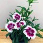 50 Pcs Rare Beautiful 'long hair' Mixed Dianthus Annual Flowers mixed red pink white
