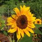 15 Pcs Heirloom Bonsai Short-stem Balcony Yellow Sunflowers