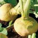 200 Pcs Swede 'Wilhelmsburger' Rutabaga Green Top Vegetables 200 Pcs Swede 'Wilhelmsburger' Rutabaga Green Top Vegetables