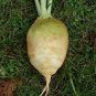 200 Pcs Swede 'Wilhelmsburger' Rutabaga Green Top Vegetables