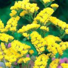 30 Pcs Yellow Perennial Sea Lavender Brilliant Enchanting Limonium