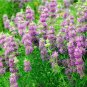20 Pcs Certified Organic Lemon Bee Balm Seeds