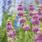 20 Pcs Certified Organic Lemon Bee Balm Seeds