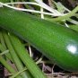 8 Pcs Heirloom Dark Green Zucchini Summer Squash Bonsai Vegetables