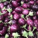 100 Pcs Thai Purple Mini Round Eggplant 100 Pcs Thai Purple Mini Round Eggplant