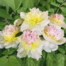 5 Pcs Honey Gold White Peony Plant Flowers
