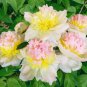 5 Pcs Honey Gold White Peony Plant Flowers