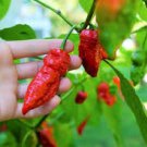 10 Pcs Bhut jolokia Indian Dark Red Naga Jolokia Pepper 10 Pcs Bhut jolokia Indian Dark Red Naga Jolokia Pepper