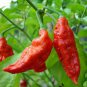 10 Pcs Bhut jolokia Indian Dark Red Naga Jolokia Pepper