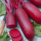 30 Pcs Dark Red Beetroot Cylindra Vegetables 30 Pcs Dark Red Beetroot Cylindra Vegetables