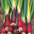 10 Pcs Salad Bunching Red Mate Onion Vegetables 10 Pcs Salad Bunching Red Mate Onion Vegetables