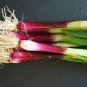10 Pcs Salad Bunching Red Mate Onion Vegetables