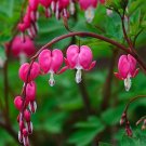 5 Pcs Dicentra Spectabilis Mixed Bleeding Heart Seeds 5 Pcs Dicentra Spectabilis Mixed Bleeding Heart Seeds
