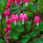 5 Pcs Dicentra Spectabilis Mixed Bleeding Heart Seeds