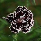 50 Pcs Black White Dianthus Chinensis Chianti Double Flowers 50 Pcs Black White Dianthus Chinensis Chianti Double Flowers
