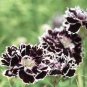 50 Pcs Black White Dianthus Chinensis Chianti Double Flowers