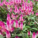 50 Pcs Rare Beautiful White Pink Celosia Spicata Woolflower 50 Pcs Rare Beautiful White Pink Celosia Spicata Woolflower