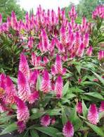 50 Pcs Rare Beautiful White Pink Celosia Spicata Woolflower