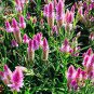 50 Pcs Rare Beautiful White Pink Celosia Spicata Woolflower