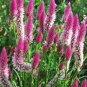 50 Pcs Rare Beautiful White Pink Celosia Spicata Woolflower