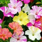 20 Pcs Heirloom Mix Four O'clock Marvel of Peru Flowers 20 Pcs Heirloom Mix Four O'clock Marvel of Peru Flowers