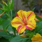 20 Pcs Heirloom Mix Four O'clock Marvel of Peru Flowers