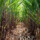 100 Pcs Red Green Sugarcane Mixed Seeds 100 Pcs Red Green Sugarcane Mixed Seeds