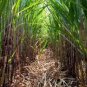 100 Pcs Red Green Sugarcane Mixed Seeds