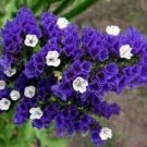 30 Pcs Blue Sea Lavender Limonium Sinuatum 30 Pcs Blue Sea Lavender Limonium Sinuatum