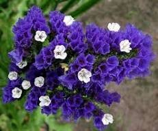 30 Pcs Blue Sea Lavender Limonium Sinuatum