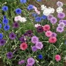 100 Pcs Polka Dot Mix Cornflower