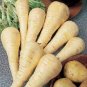 100 Pcs White Gem Parsnip Carrot Vegetables