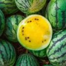 20 Pcs Yellow / Black Skin Watermelon with red meat 20 Pcs Yellow / Black Skin Watermelon with red meat