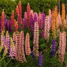 20 Pcs Mixed 12 Types of Russell Lupine Dull Ice Flowers