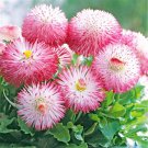 50 Pcs Bellis Perennis White Red Daisy Annual Flowers