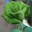 50 Pcs Heirloom Elegant Big Blooming Green Rose Shrub