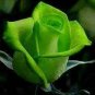 50 Pcs Heirloom Elegant Big Blooming Green Rose Shrub