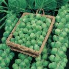 100 Pcs Brussel Sprouts Italian Mezzo Nano Vegetables