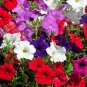 100 Pcs Rare Bonsai Mixed Purple Pink Red White Colors Petunia Superbissima Mixed