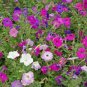 100 Pcs Rare Bonsai Mixed Purple Pink Red White Colors Petunia Superbissima Mixed